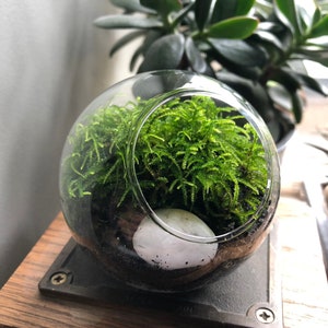 Moss Terrarium • Micro Terrarium • Tiny Terrarium With Live Moss • Miniature Terrarium Kit • Desktop Mossarium
