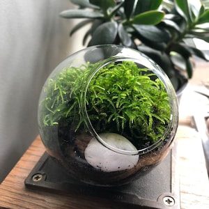 Moos Terrarium • Mikro Terrarium • Winziges Terrarium mit Live Moos • Miniatur Terrarium Kit • Desktop Mossarium