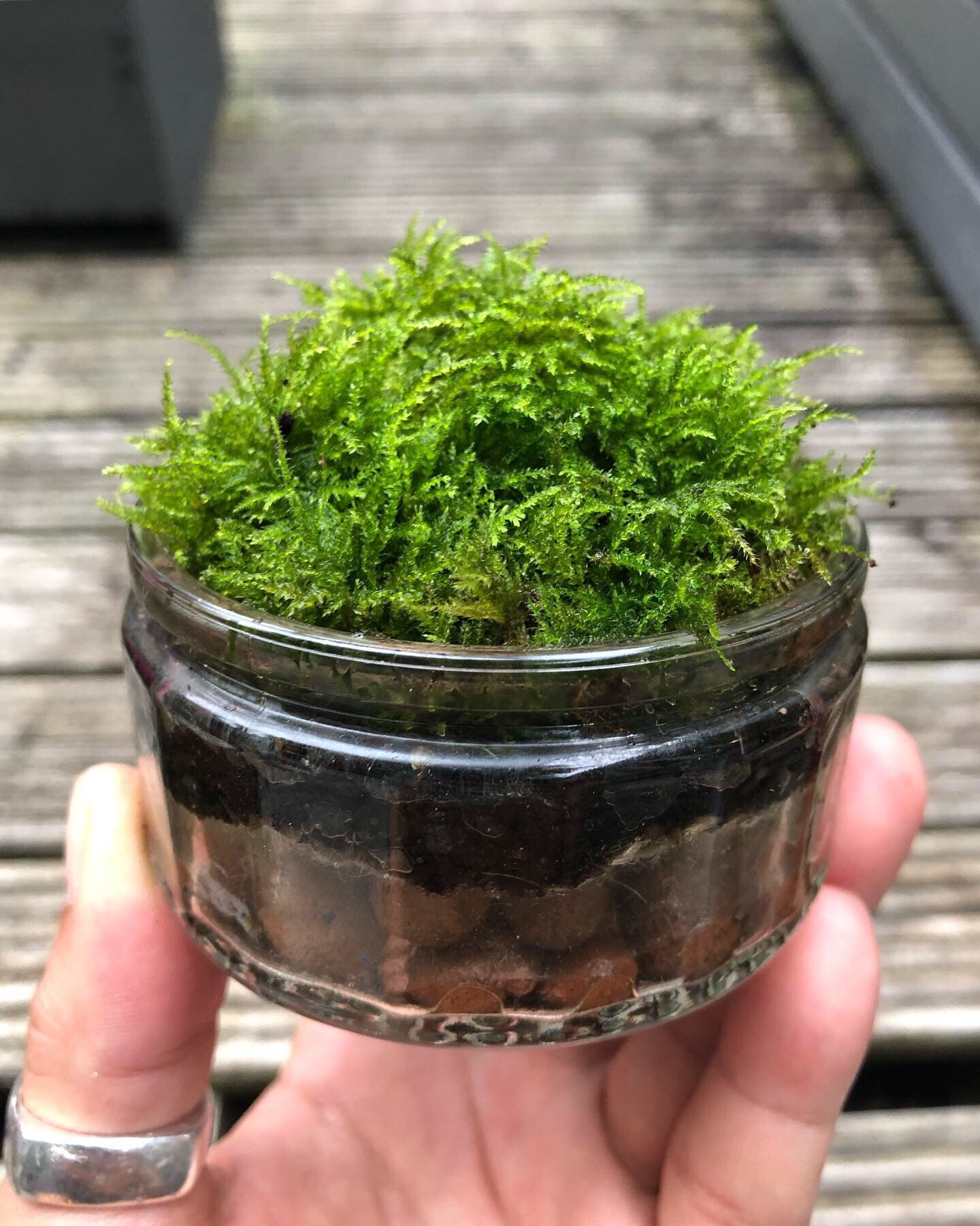 Living Moss - Sheet Moss Perfect for Terrariums and Bonsai by NeosKon |  Live Arrival is Guaranteed