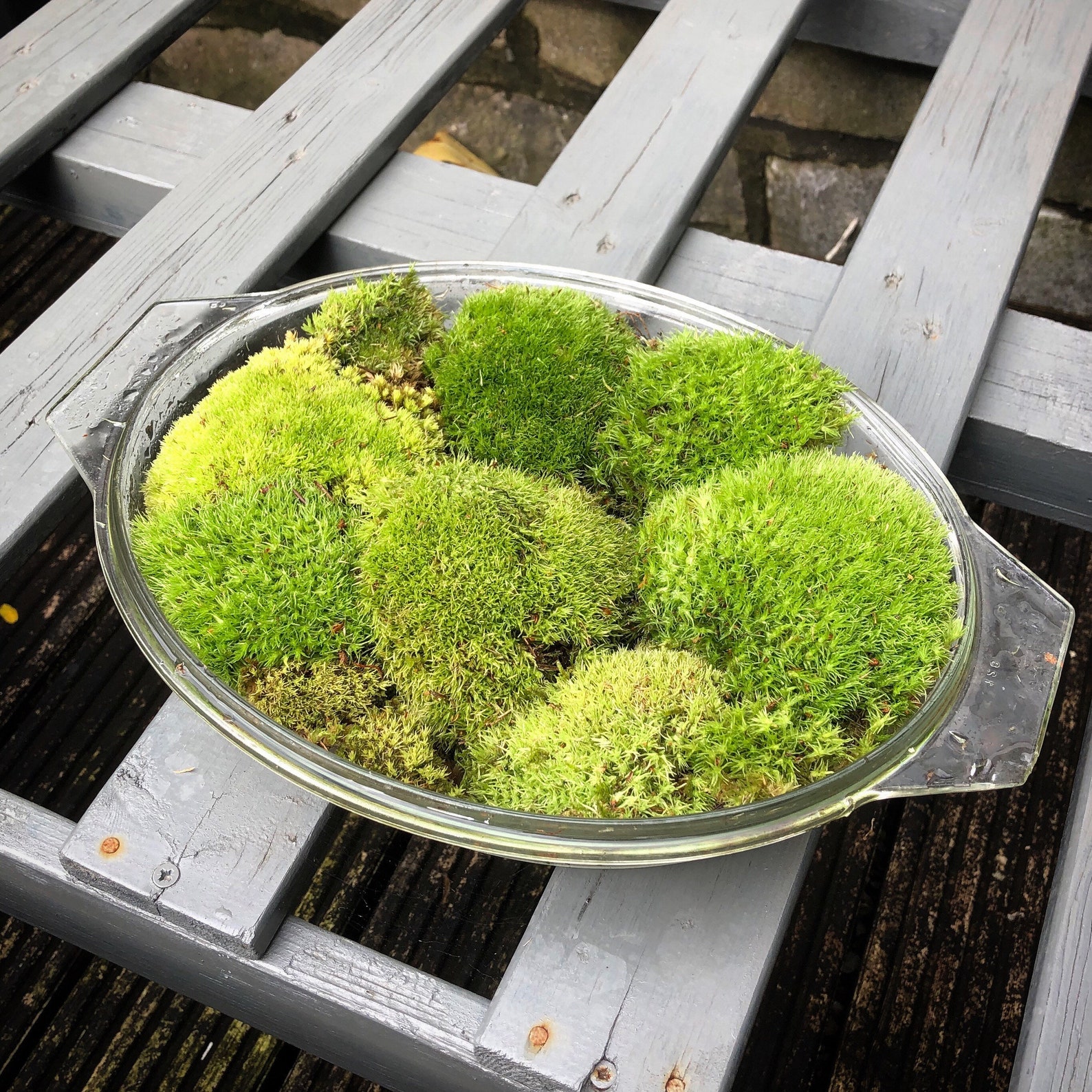 Cushion Moss for Terrariums Living Moss for Mossarium Bun Etsy Australia