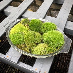 Cushion Moss For Terrariums • Living Moss For Mossarium • Bun Moss • Fairy Garden Moss • Terrarium Moss • Pillow Moss