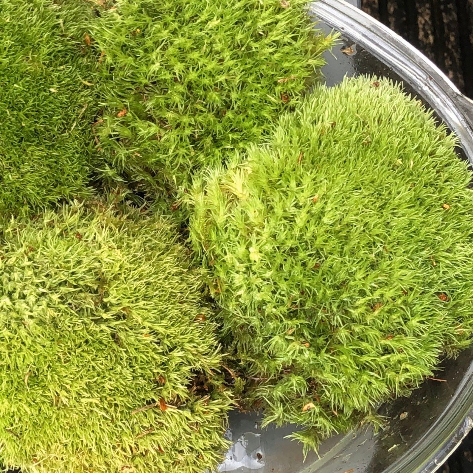 Cushion Moss for Terrariums Living Moss for Mossarium Bun Etsy