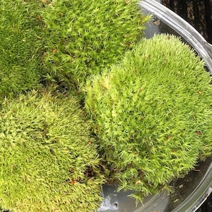 Bun Moss 32cm x 24cm • Live Bun Moss • Live Cushion Moss