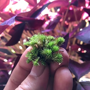 Live Bun Moss Snippets: Mini Moss Fronds for Terrarium