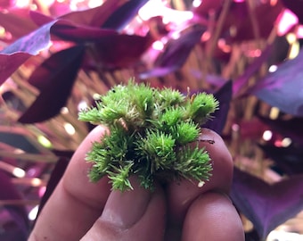 Trozos de musgo de bollo vivo: mini hojas de musgo para terrario