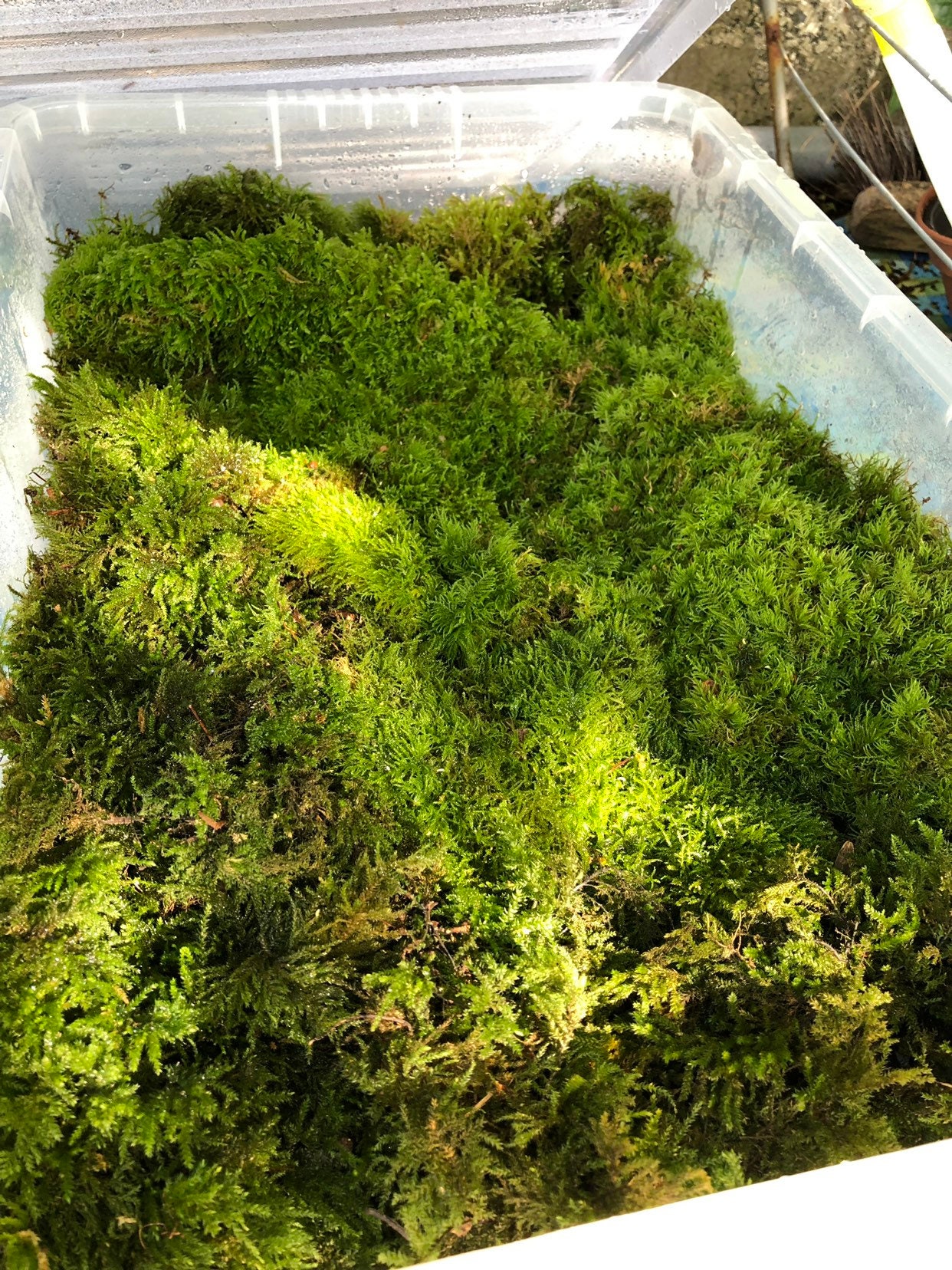 Live Carpet Moss for Terrariums Flat Moss Carpet Moss Mossarium Terrarium  Supplies -  Israel