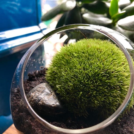 SALE Live Marimo Moss Balls in Triangle Mini Terrarium