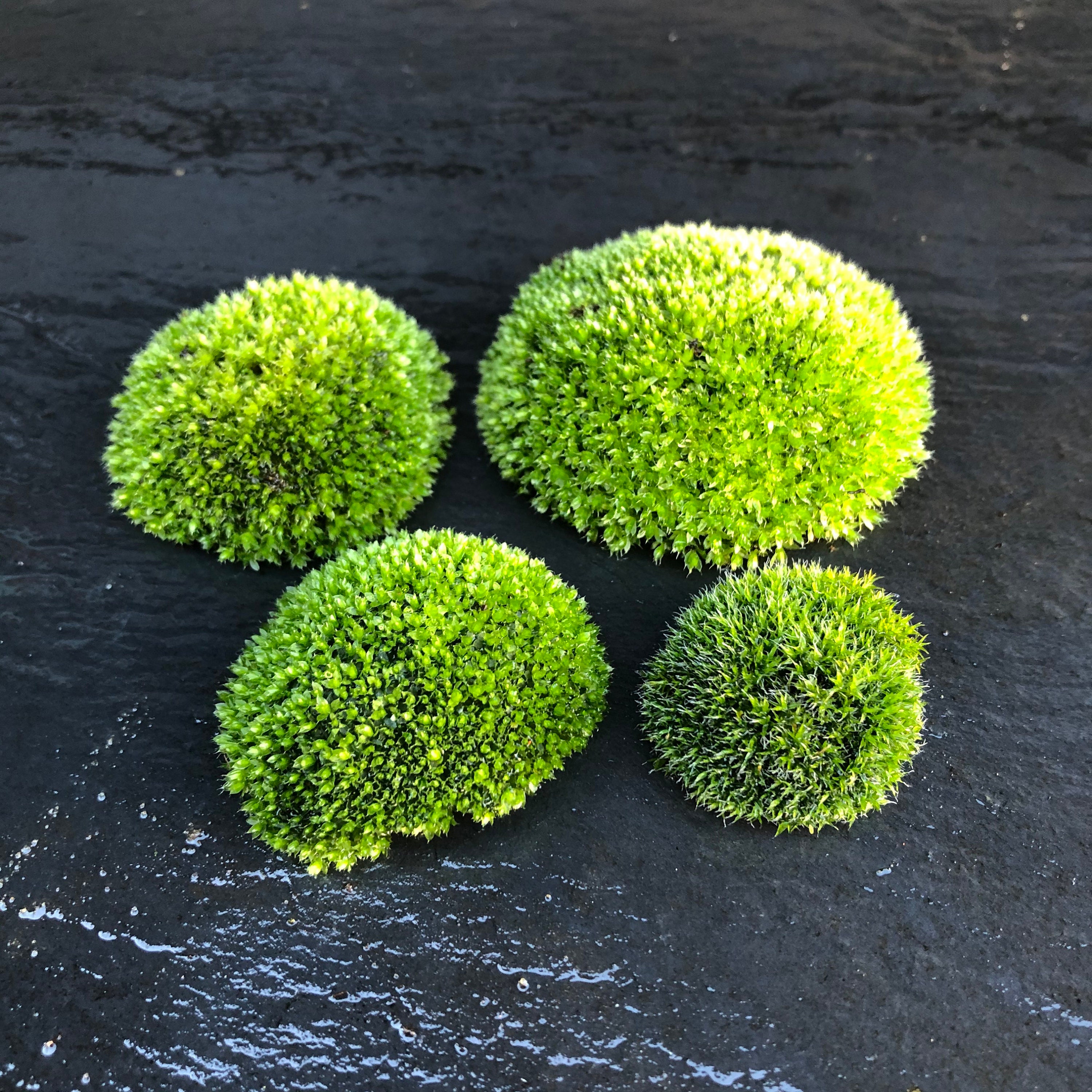 Mini Terrarium With Cork Lid Moss Terrarium With Cork Etsy UK