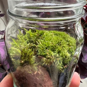 Mieszanka żywego mchu do terrariów, bonsai i ogrodów wróżek