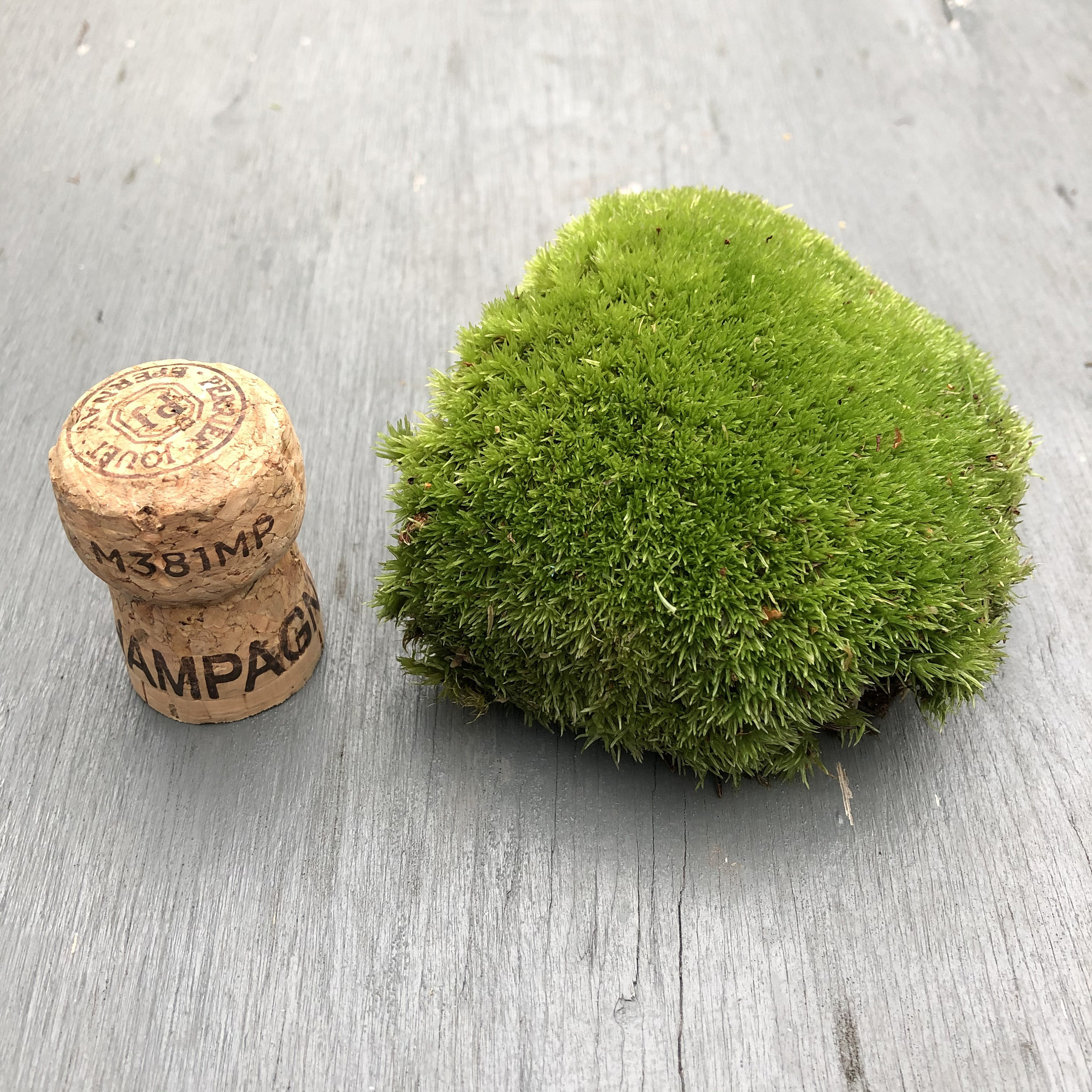 Live Cushion Moss, 40x25x10cm, Terrarium moss, SYBASoil, Bun moss, Pillow  moss, Mood moss