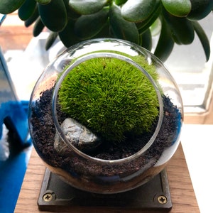 Live Bun Moss Terrarium • Mini Bun Moss Terrarium • Tiny Mossarium Gift For Plant Lovers • Personalised Terrarium Kit