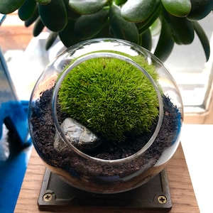 May include: A small, spherical terrarium with a vibrant green moss ball inside a clear glass orb. The terrarium sits on a wooden base with a dark metal plate. A small rock is nestled within the moss. Jade plant leaves are visible in the background.