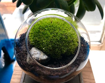 Live Bun Moss Terrarium • Tiny Mossarium Kit Gift