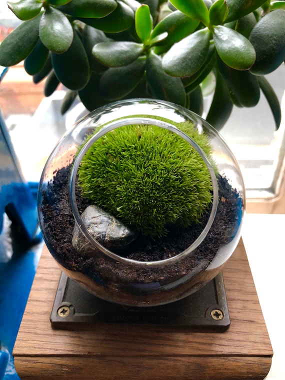 Live Bun Moss Terrarium Mini Bun Moss Terrarium Tiny Mossarium Gift for  Plant Lovers Personalised Terrarium Kit 