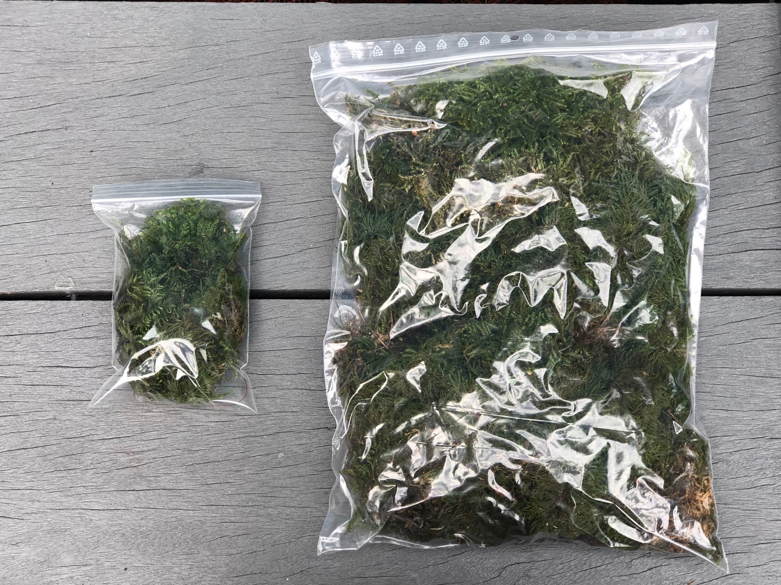 Terrarium Tweezers Extra Long Tweezers for Terrariums Etsy