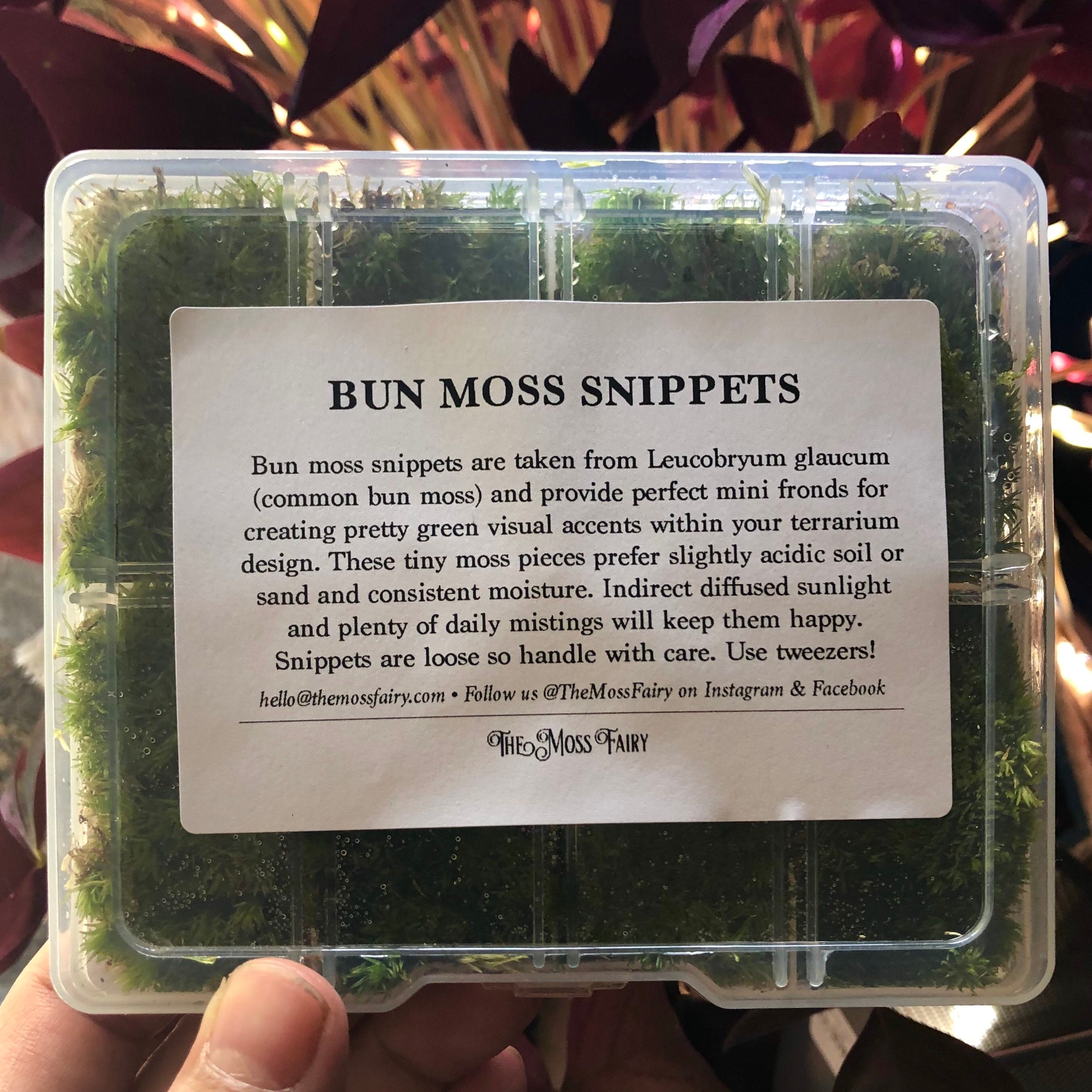 Terrarium Tweezers Extra Long Tweezers for Terrariums Etsy Australia