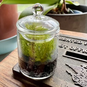 Winziges Lebende Moos Terrarium: Der kleinste Nano Garten der Welt