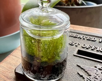 Terrario de musgo vivo diminuto: el nanojardín más pequeño del mundo