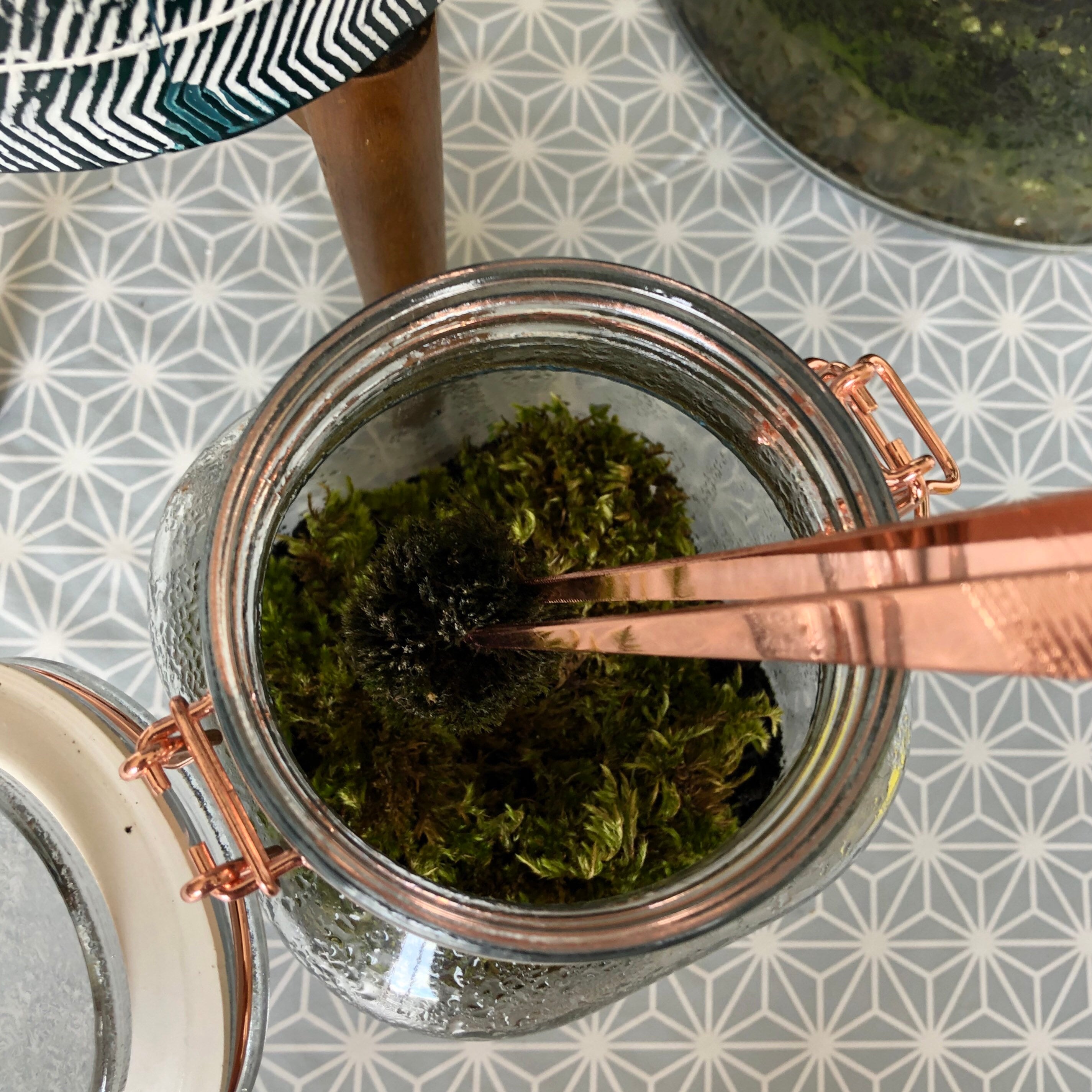 Terrarium Tweezers Extra Long Tweezers For Terrariums Etsy