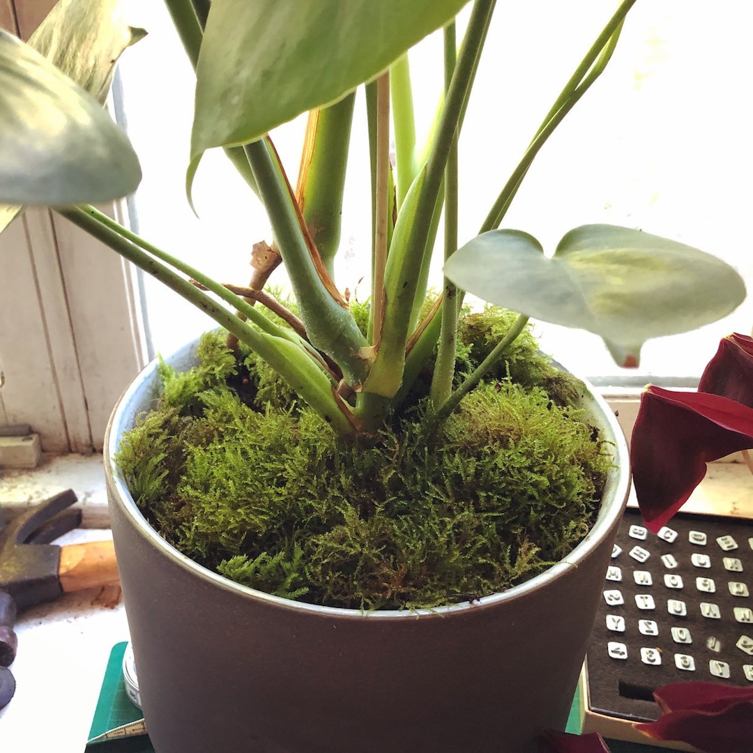 Moss Top Dressing for House Plants Terrariums Bonsai Etsy Australia