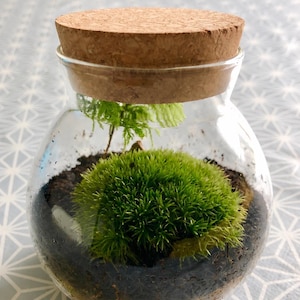 Mini Moss Garden Kit – Live Bun Moss Terrarium Gift with Glass Jar & Cork Lid