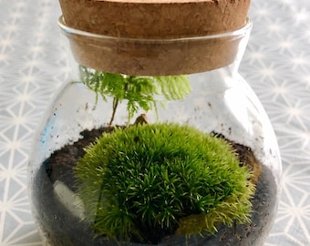 Mini Moss Garden Kit – Live Bull Moss Terrarium Present med Glasburk och Korklock