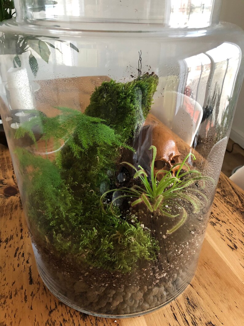 Natural Clay Pebbles for Planter Drainage Terrarium Clay Etsy Norway