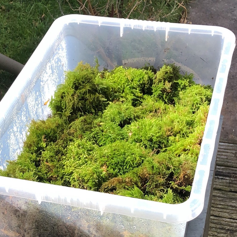 Live Moss Small Terrarium Plants Bonsai Miniature Garden Etsy UK