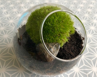 Cushion Moss Terrarium • Tiny Bun Moss Terrarium • Quirky Mossarium Gift For Plant Lovers