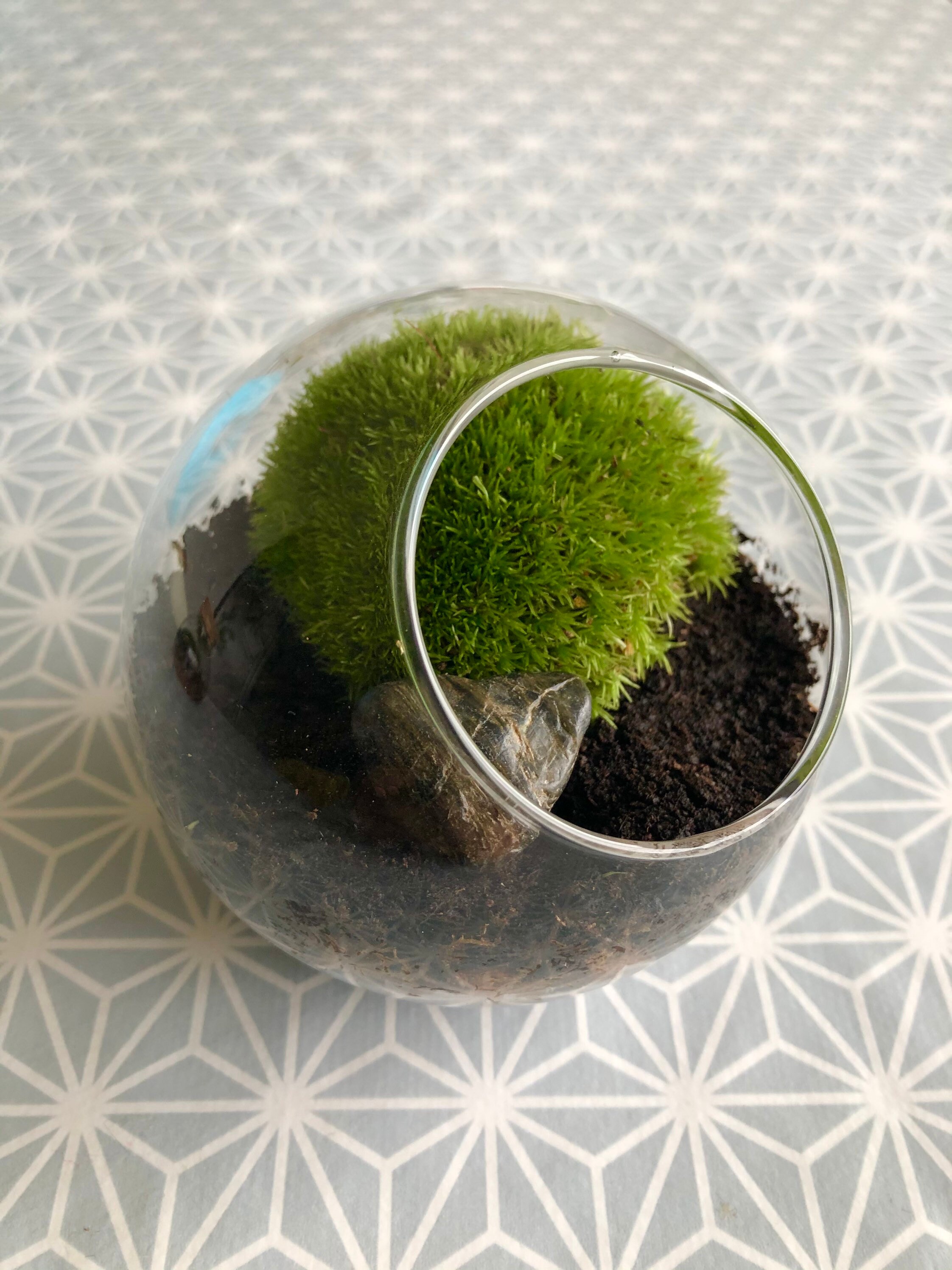 Hanging Moss Ball | A Cottage in The City