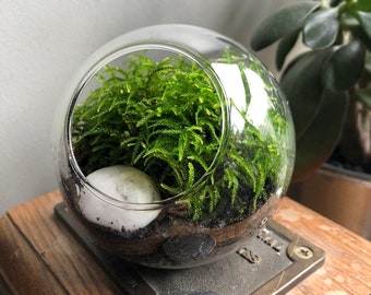 Live Moss Terrarium Globe • Miniature Desktop Mossarium Kit
