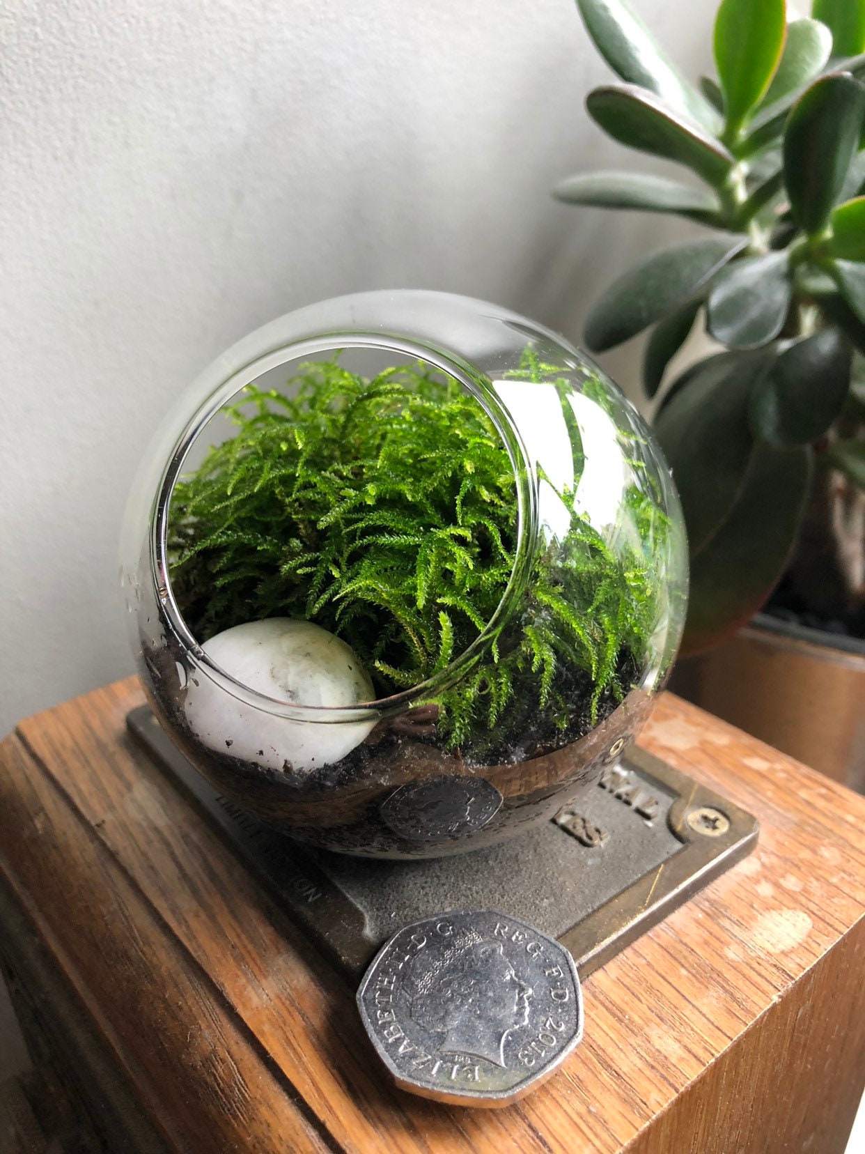 micro woodlands mini terrarium