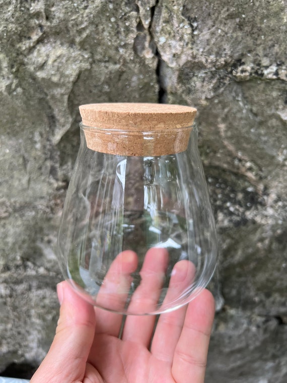 Marimo Moss Ball with Glass Jar - Liqui-Dirt