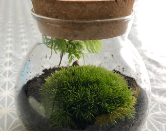 Live Moss Terrarium With Cork Lid • Mini Mossarium With Cork Stopper • Live Bun Moss Terrarium • Live Cushion Moss DIY Terrarium Kit