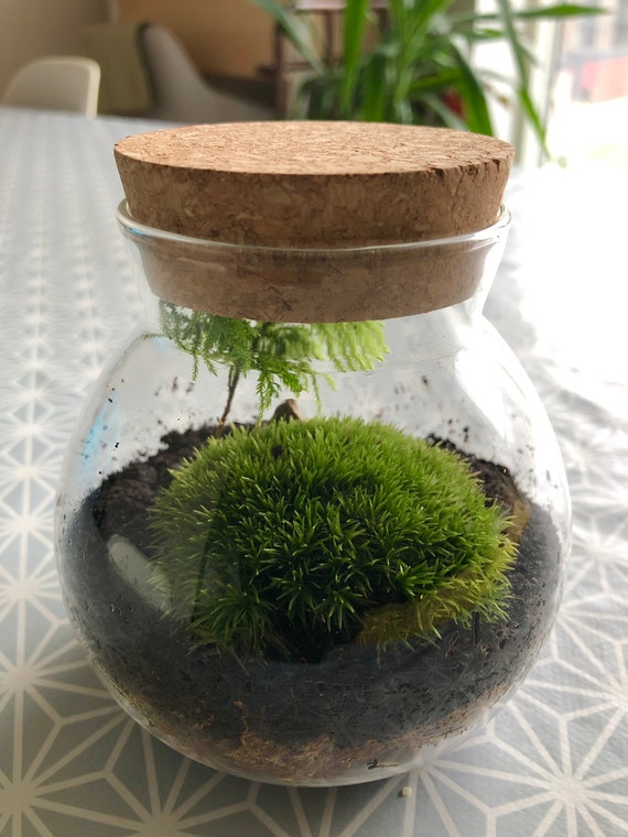 Live Moss Terrarium With Lid Mini With - Etsy