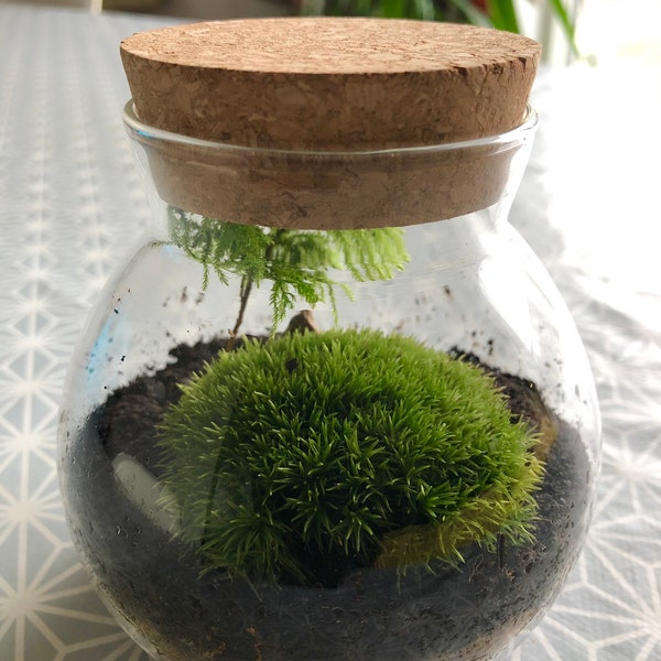 Live Moss Terrarium With Cork Lid • Mini Mossarium With Cork Stopper • Live Bun Moss Terrarium • Live Cushion Moss DIY Terrarium Kit