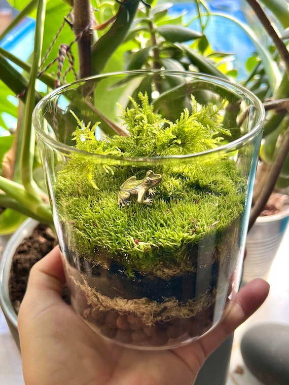 How to make a terrarium - Highland Moss