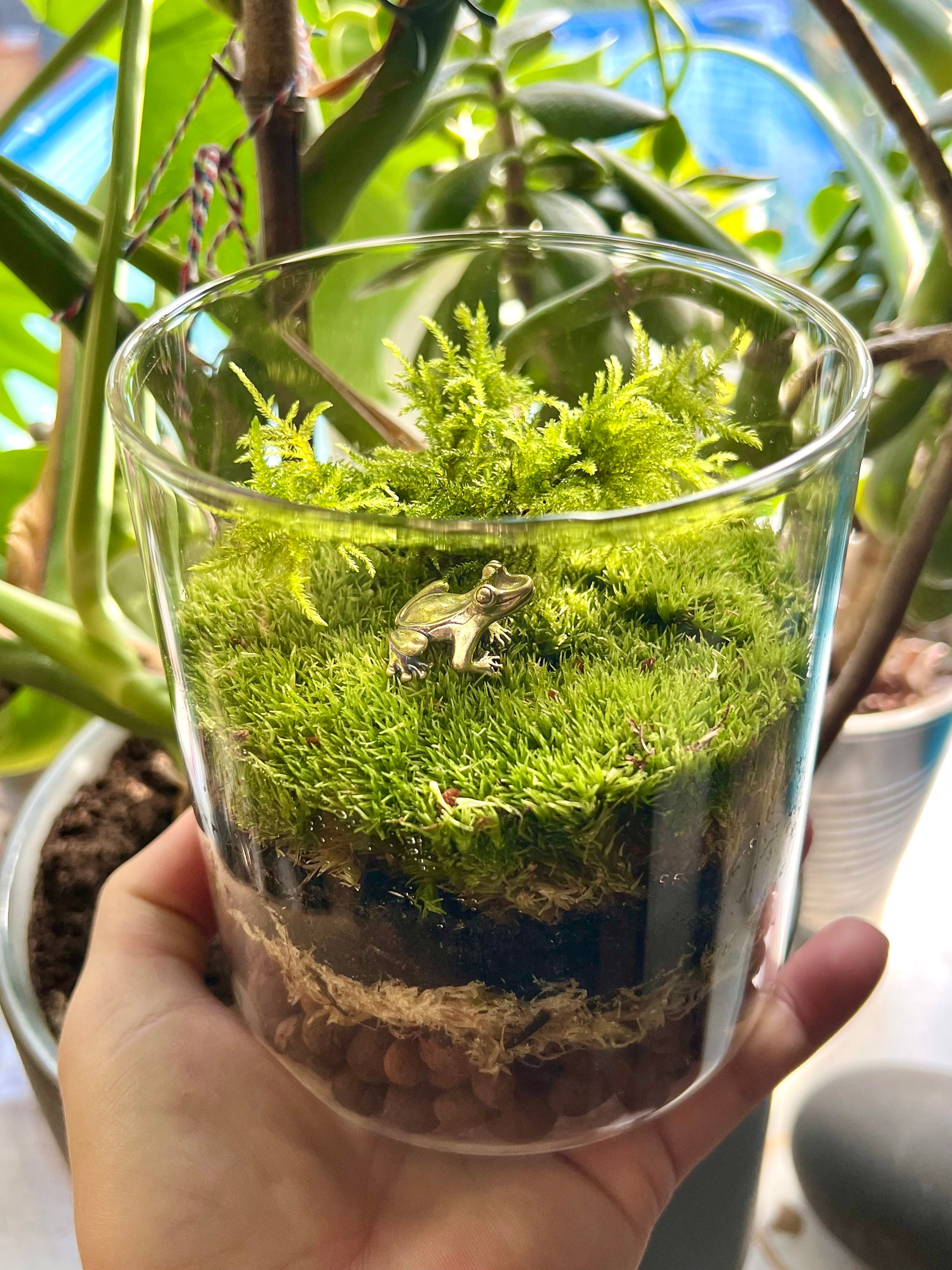 Mini terrarium I made using moss (and other plants) I found on walls and in  the park : r/Mosses