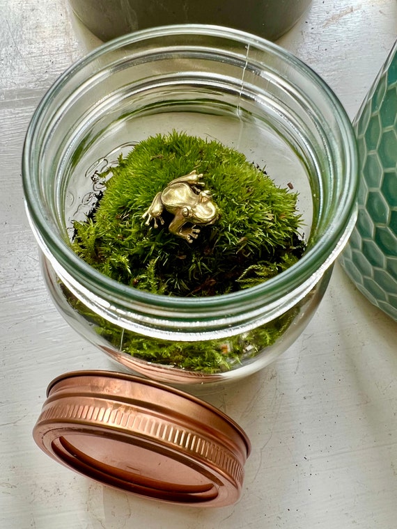 How to Make a Moss Terrarium (DIY Mossarium): Step-by-Step