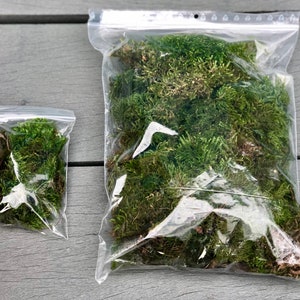 Real Moss For Terrariums, Bonsai, Miniature Gardens • Fairy Garden Moss • Terrarium Moss • Natural Green Moss • Live Moss
