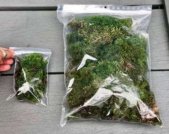 Musgo vivo para terrarios: musgo verde natural para jardines de hadas y bonsáis