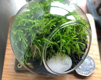 Micro Terrarium Kit • Mini Moss Terrarium • Tiny Mossarium Gift For Plant Lovers