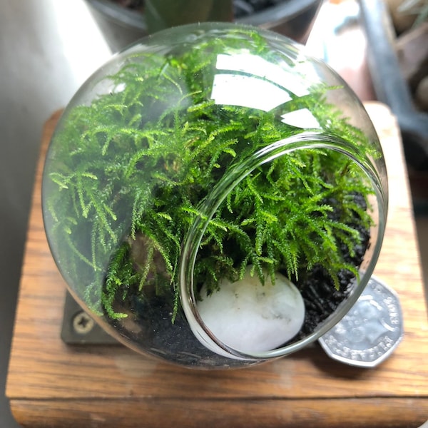 Micro Terrarium Kit • Mini Moss Terrarium • Tiny Mossarium Gift For Plant Lovers