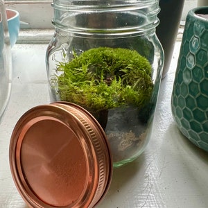 Kupfer Deckel Moos Terrarium Kit: Kleines Glas Ecosystem