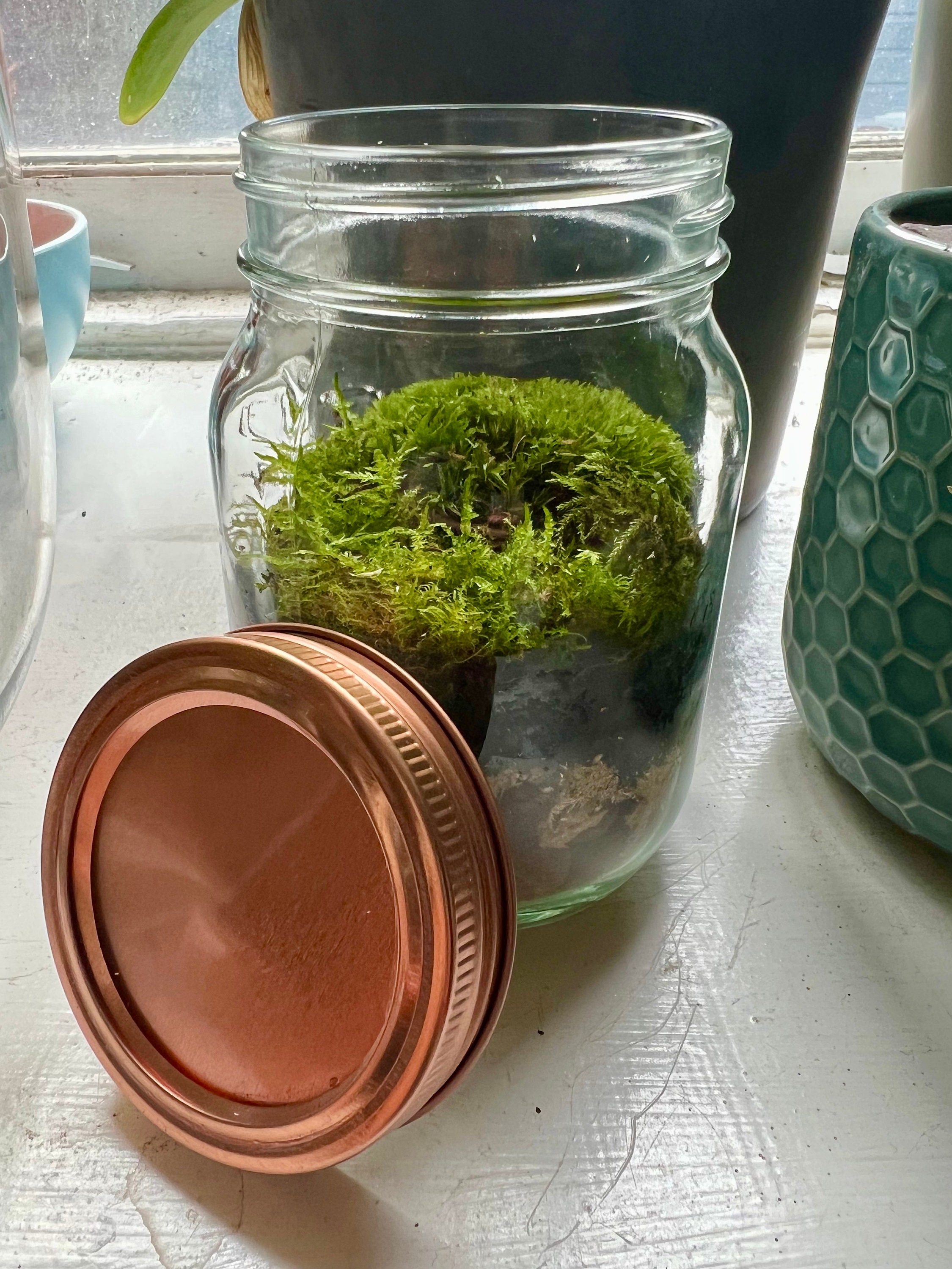 Live Moss Terrarium Kit • Mini Mossarium • DIY Moss Terrarium • Plant Lover  Gift