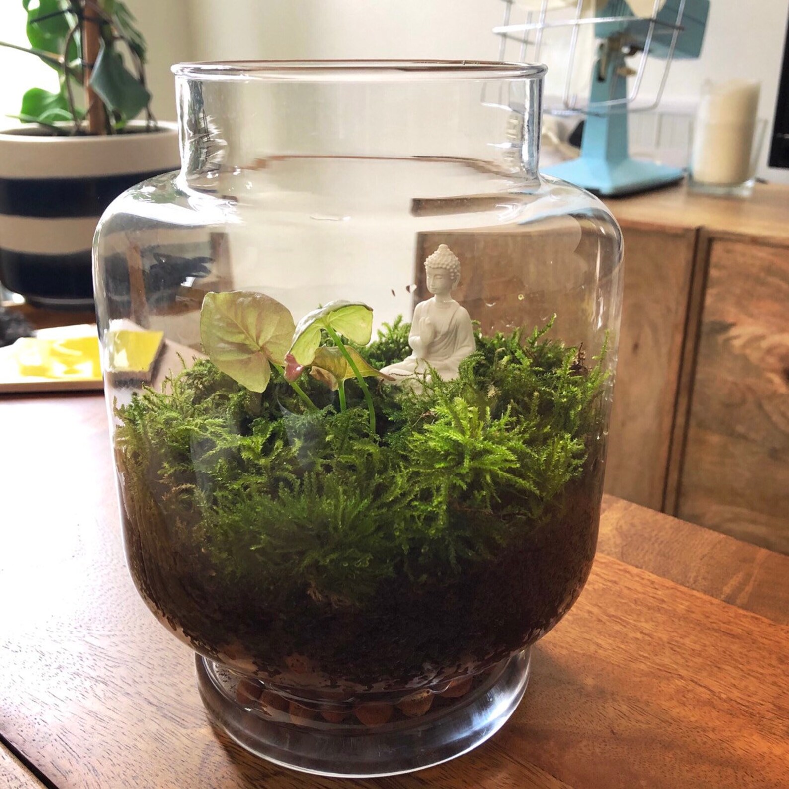 Activated Carbon for Terrariums Terrarium Charcoal for Etsy