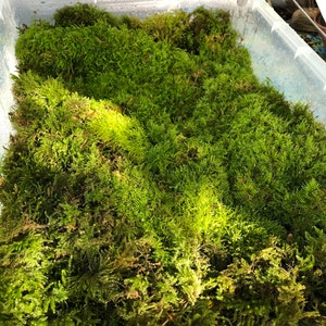 Live Fringed Sphagnum Moss - Sphagnum fimbriatum - Thick Cushions Forming  Fringed Peat Moss - Home Terrarium, Vivarium and Aquariums Decor