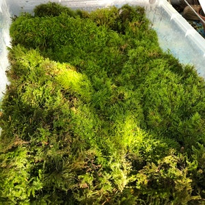 Lush Real Moss For Terrariums  • Bonsai, Miniature Gardens • Terrarium Moss • Natural Live Moss Terrarium Supplies