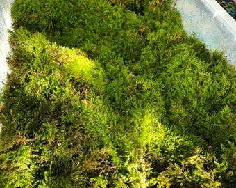 Musgo vivo para terrarios: Musgo verde exuberante para bonsáis y jardines en miniatura