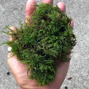 Gorgeous Real Moss For Terrariums, Bonsai, Miniature Gardens • Terrarium Moss